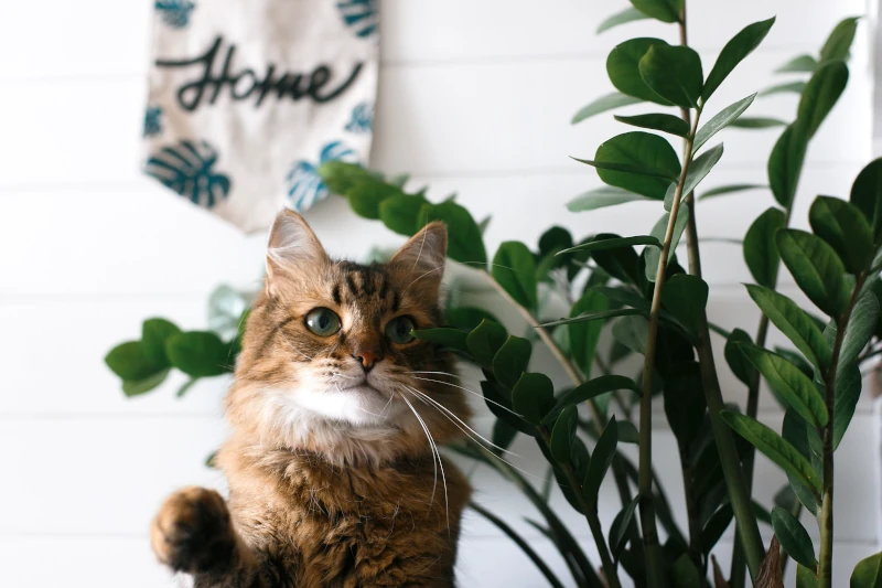 cat-pet