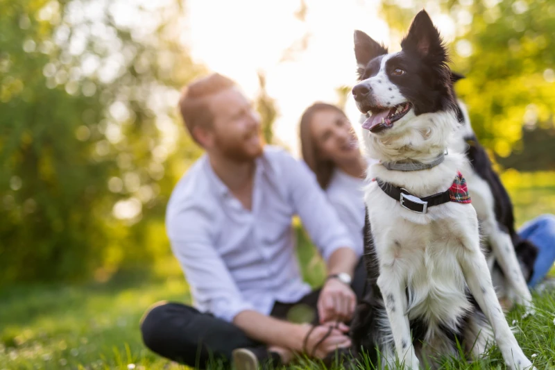 outside-park-with-dog